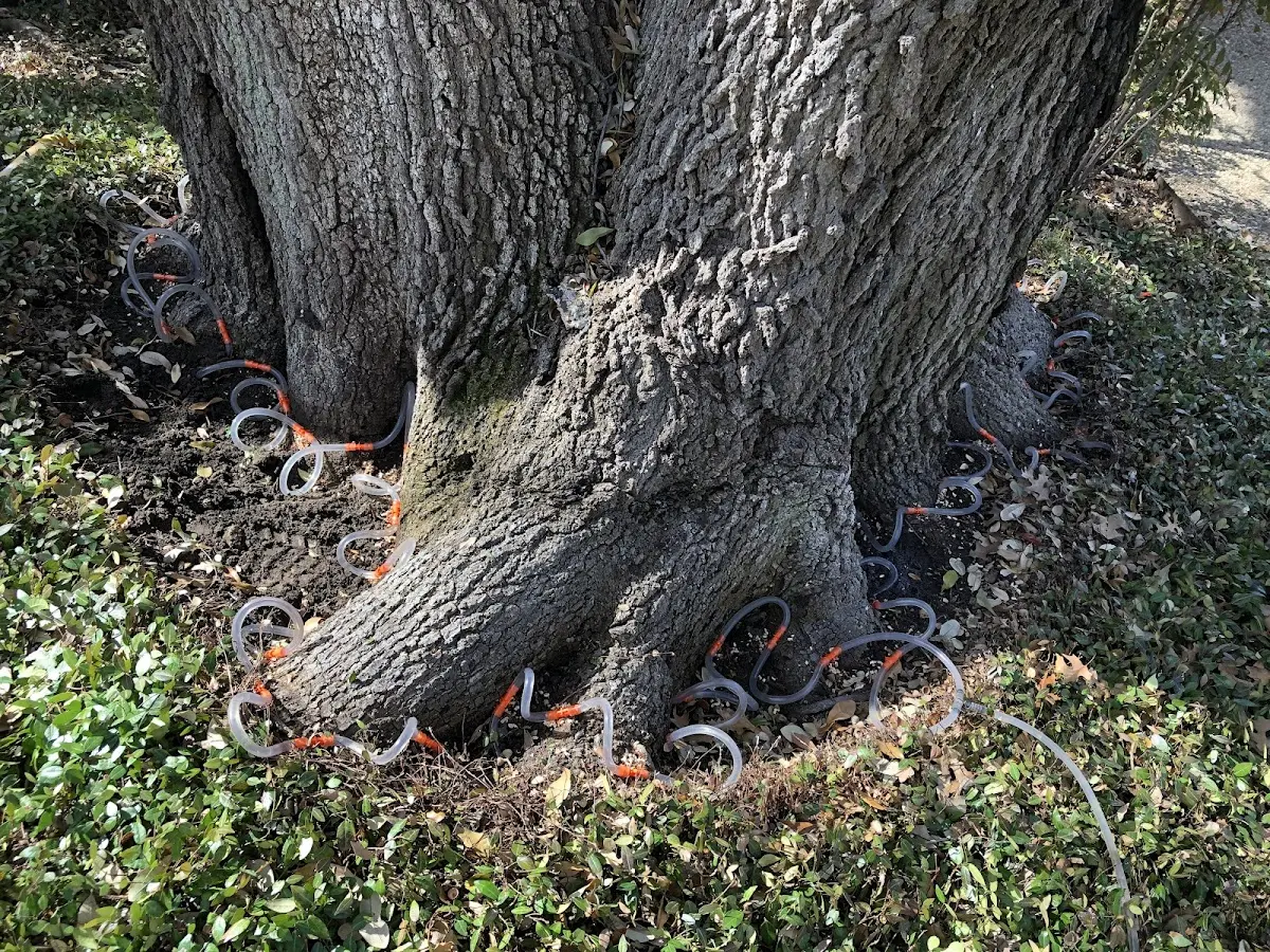 Detailed Tree Cabling and Bracing job site in Guerneville